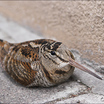 Eurasian Woodcock